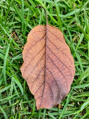 Dry leaf