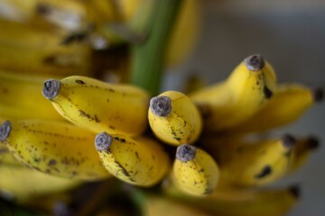 Bananas
