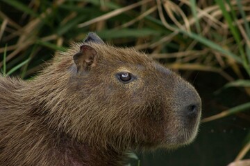 Capybara