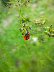 Mating ladybugs in the grass
