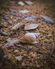 Snail