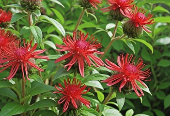 Vibrant Red Monarda didyma Blooms in Lush Summer Garden