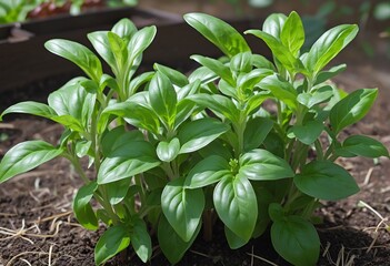 Obraz premium Vibrant Sweet Basil: A Green Herb Blossoming in the Summer Vegetable Garden