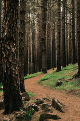 Obraz premium Serene path winding through a dense pine forest. Sunlight filters through the canopy, illuminating the earthy trail. Perfect for nature, travel, and adventure themes.