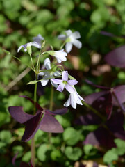 オキザリス・トライアングラリス