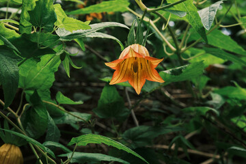 Vibrant orange flower blossoms amidst lush green foliage.  A stunning close-up showcasing intricate details and natural beauty. Perfect for nature, botanical, or floral themes.