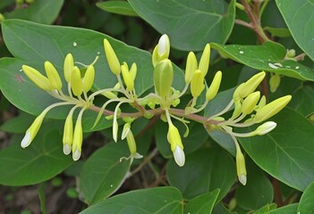 Close-up of Fragrant Goat-leaf Honeysuckle Buds in Lush Bloom