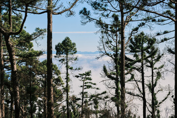 Majestic pine trees stand silhouetted against a breathtaking sea of clouds, revealing a distant mountain range.  A serene and tranquil landscape perfect for nature lovers.