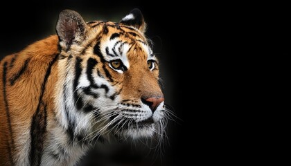 Intense Eyes and Stripes Majestic Black Panther Glaring into the Abyss, Set Against an Ebony Backdrop