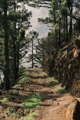 Sunlit path winds through a lush pine forest, creating a tranquil and scenic hiking trail.  Rocky terrain and vibrant green vegetation complement the natural beauty.