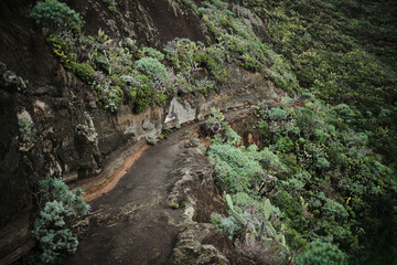 Rugged, textured path winding through a lush, green hillside.  Wild plants cling to the rocky terrain. A dramatic natural landscape perfect for adventure or travel themes.