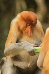 Proboscis Monkey, Nasalis Larvatus or long-nosed monkey, known as the bekantan	
