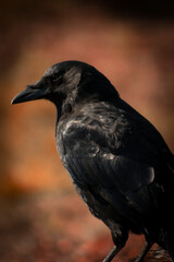 crow looking for food