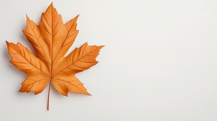Fototapeta premium Single Brown Maple Leaf on White Background