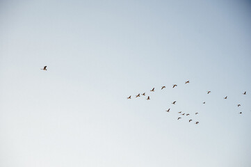 birds (geese) flying in the sky above a lake in rural Kansas