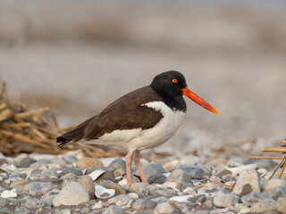 An adult American Oystercatcher standing on a shingle beach