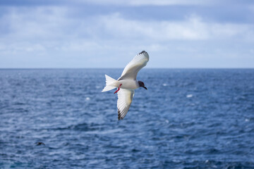 A swallow tailed gull (Laridae) in flight above south Plaza Island, Galapagos	