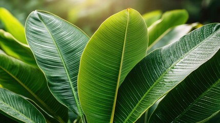 Close-up of fresh Kra Praow leaves glistening with morning dew, ready for harvesting and use in traditional Thai recipes.
