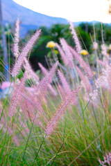 Beautiful view of meadow in the morning