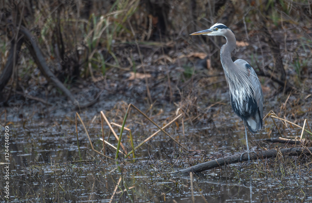 Wall mural Great blue heron perches on a tree branch close to the ground.