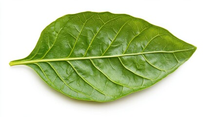 Obraz premium Vibrant Green Leaf Isolated on White Background