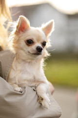 Small chihuahua resting in the arms of its owner during a sunny afternoon in a park setting