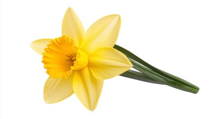 Obraz premium Vibrant Yellow Daffodil With Dew Drops On White Background
