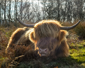Highland Cow Grazing Freely in the Scenic Peak District Pastures, Perfect for themes of rural life, agriculture, nature, and sustainable farming. Charm of life in the countryside.