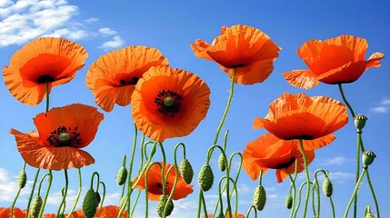 Fototapeta premium Orange poppies field, sunny day, blue sky, nature background, greeting card