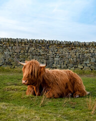 Highland Cow Grazing Freely in the Scenic Peak District Pastures, Perfect for themes of rural life, agriculture, nature, and sustainable farming. Charm of life in the countryside.