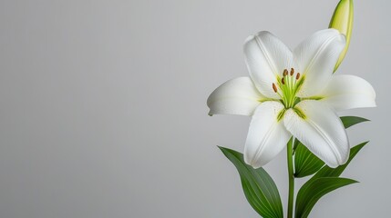 Fototapeta premium White Lily Flower On Gray Background