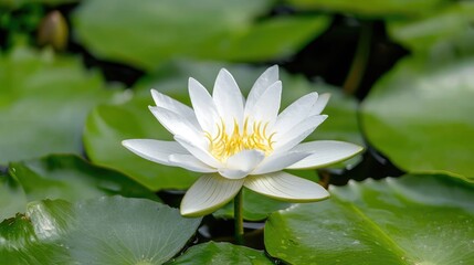 White water lily blossoms in pond, green leaves background, serene nature scene, ideal for relaxation