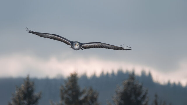 A flying black-chested buzzard-eagle (Geranoaetus melanoleucus)