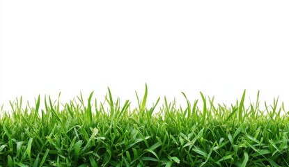 Fototapeta premium Green Grass Border: Lush, vibrant green blades of grass form a natural, textured border against a crisp white background. The image evokes a sense of fresh, clean growth and vitality.