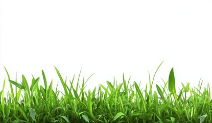 Fototapeta premium Green Grass Border: A vibrant and lush patch of green grass extends across the bottom of the image, its blades reaching upwards against a clean, minimalist background. 