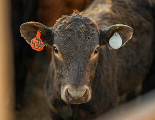 Black Angus calf at a farm in rural Kansas © Blair