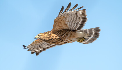 Red-shouldered hawk in flight against a blue sky.