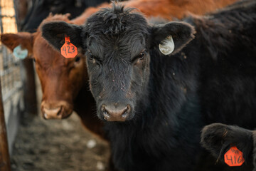 Black Angus calf at a farm in rural Kansas