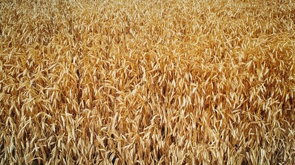 Golden Wheat Field: A Harvest Panorama