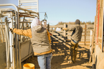 Farmers working a cattle chute on a farm in rural Kansas