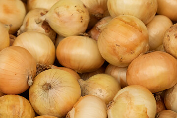 Marktverkauf von Zwiebeln  (Allium cepa)