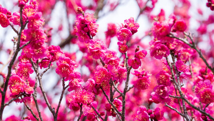 美しいピンクの梅の花