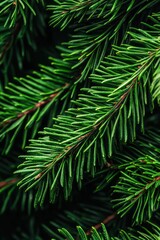 Close-up of vibrant green pine tree branches showcasing their texture and color.