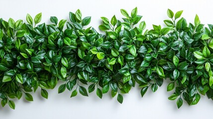Obraz premium branch of ruscus leaves showcases rich green color cascading gracefully. Each leaf glimmers softly enhancing natural elegance of arrangement against white backdrop.