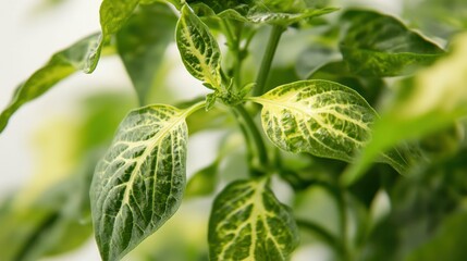 Delicate Veins of Life: A close-up shot captures the intricate details of a plant's leaves, revealing the delicate veins and vibrant green hues in nature's beauty.