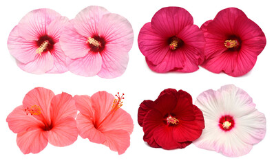 Collection of colored bouquet two hibiscus flowers with leaves isolated on white background. Flat lay, top view