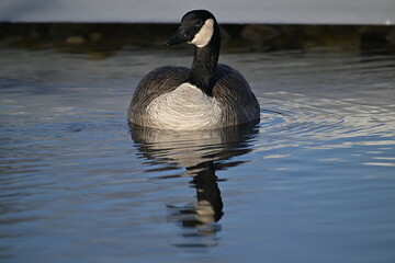 Canada goose swimming in water, winter, river