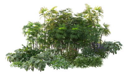 green tree isolated on white background