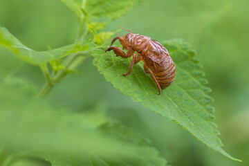 cicada shell