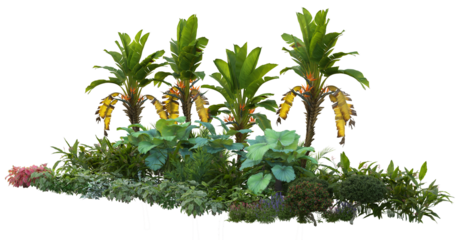 palm tree isolated on white background